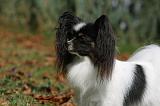 EPAGNEUL PAPILLON 077